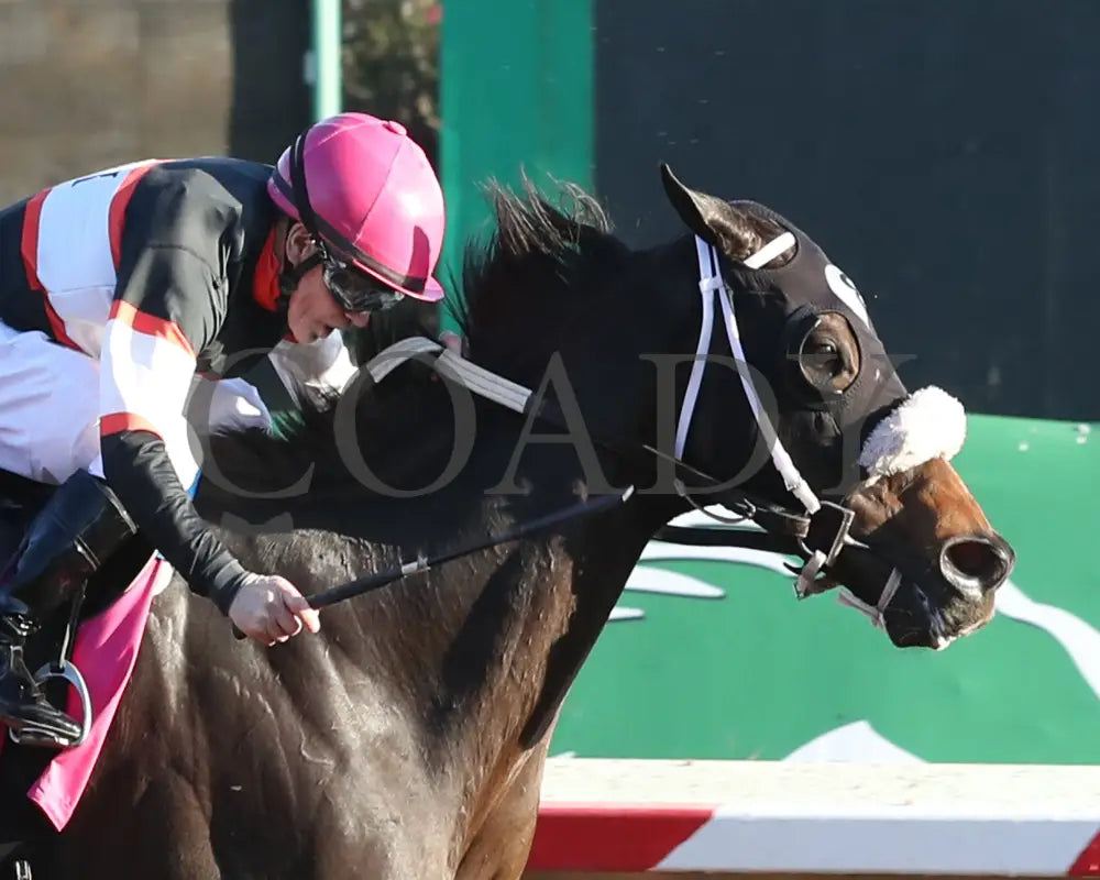CHUCKANUT BAY - Hank Mills Jr Overnight Handicap - 11-10-25 - R07 - Turf Paradise - Finish 2 Turf Paradise