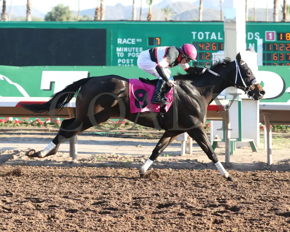 CHUCKANUT BAY - Hank Mills Jr Overnight Handicap - 11-10-25 - R07 - Turf Paradise - Finish 3 Turf Paradise