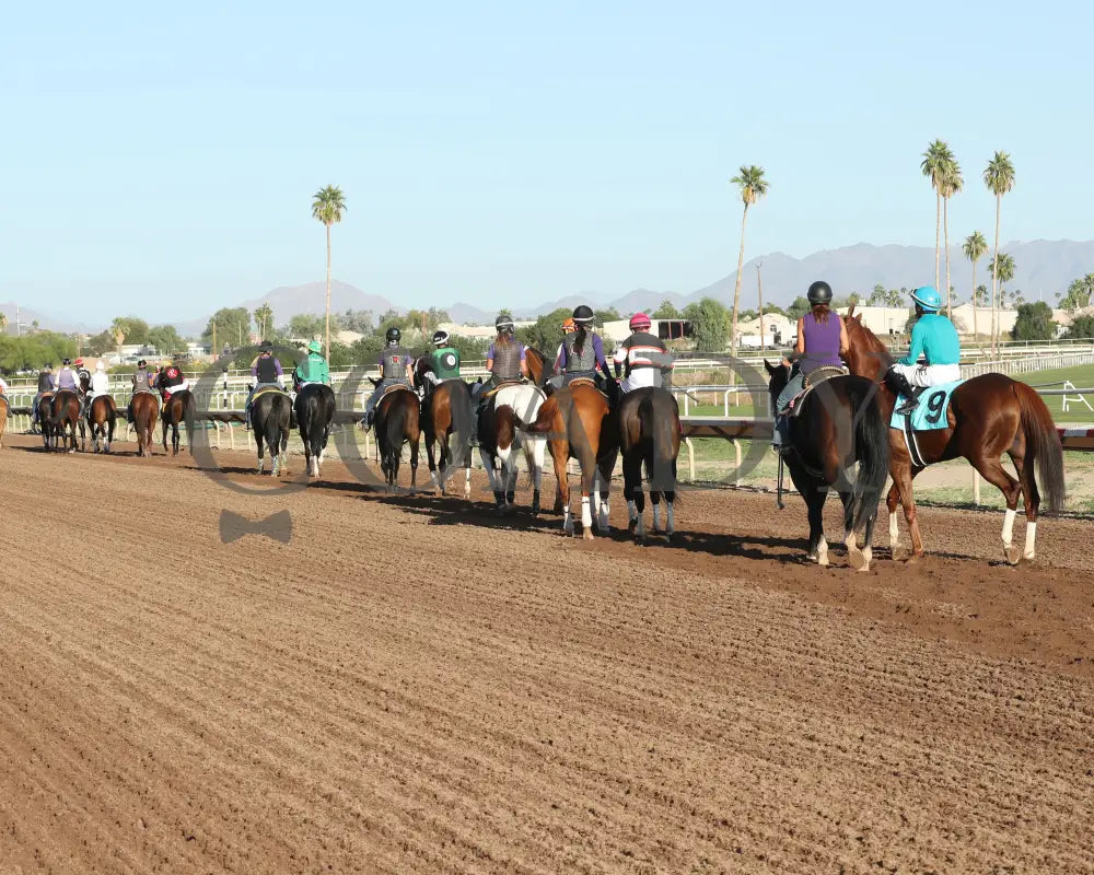 CHUCKANUT BAY - Hank Mills Jr Overnight Handicap - 11-10-25 - R07 - Turf Paradise - Post Parade 2 Turf Paradise