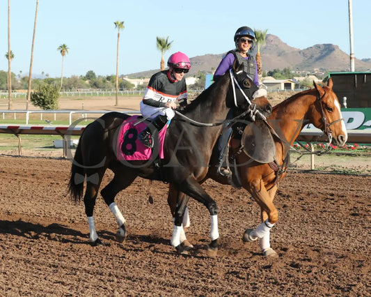 CHUCKANUT BAY - Hank Mills Jr Overnight Handicap - 11-10-25 - R07 - Turf Paradise - Post Parade 3 Turf Paradise