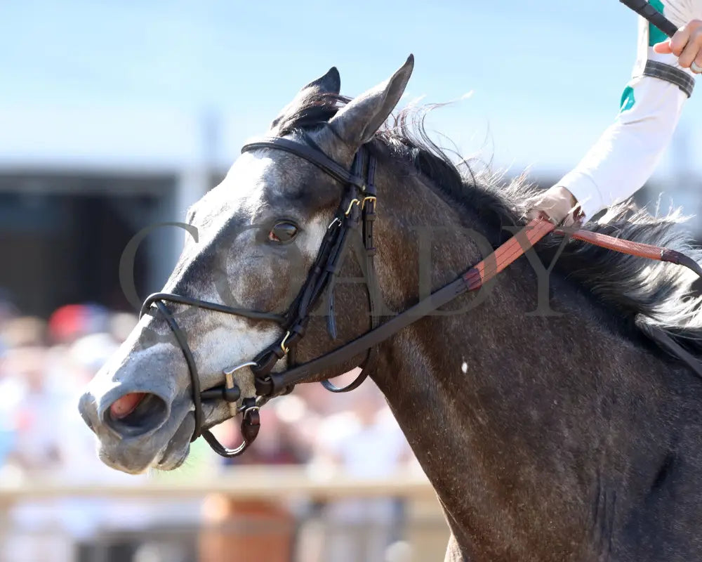 CLICQUOT - Daily Racing Form Indiana Oaks - G3 - 07-05-25 - R11 - Horseshoe Indiana - Inside Finish 02 - Renee Torbit