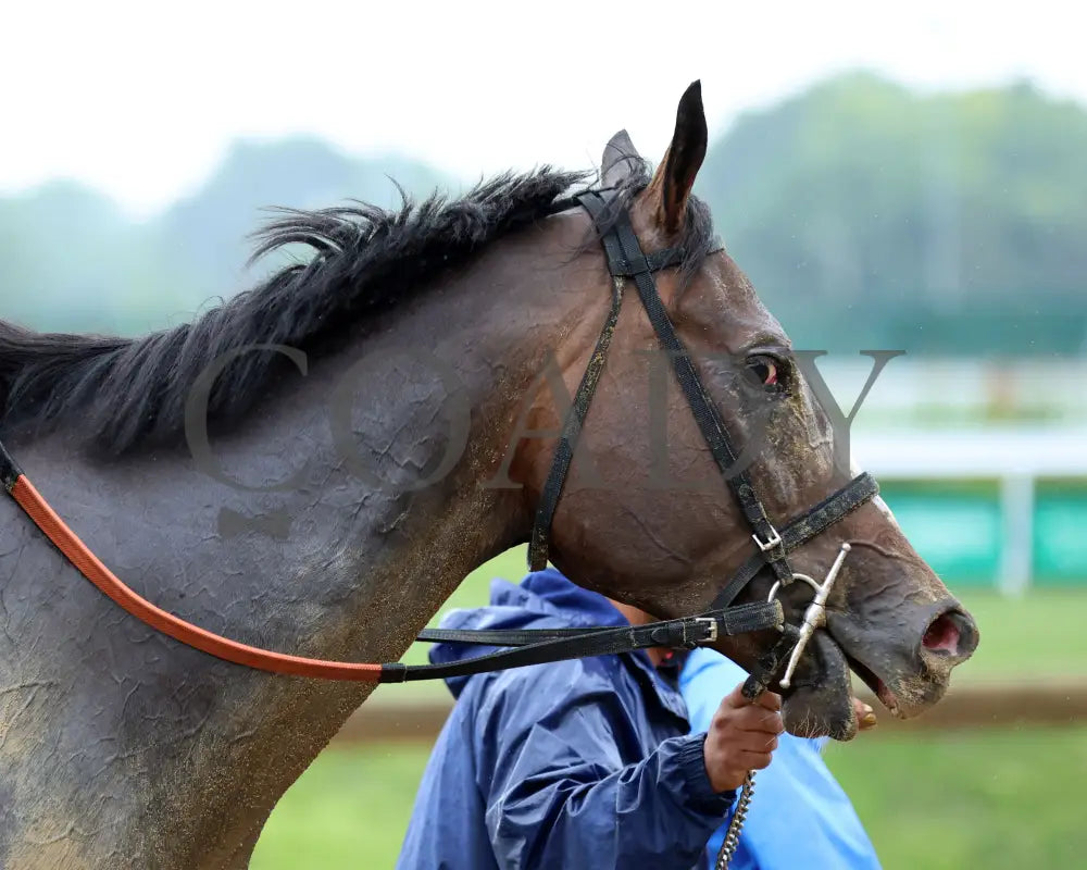 Closethegame Sugar - The Aristides 36Th Running 06-01-24 R07 Cd Come Back 01 Churchill Downs