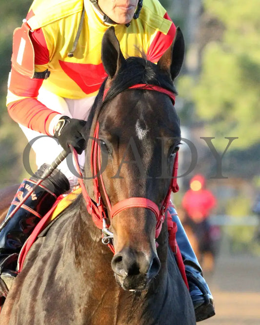 COAL BATTLE - The Rebel Stakes G2 - 02-23-25 - R11 - OP - Post Parade 03 Oaklawn Park