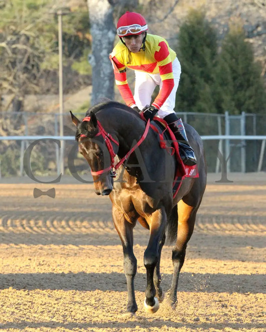 COAL BATTLE - The Rebel Stakes G2 - 02-23-25 - R11 - OP - Post Parade 04 - Coady Media - Kurtis Coady Photography