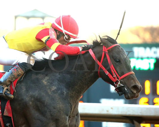 COAL BATTLE - The Rebel Stakes G2 - 02-23-25 - R11 - OP - Tight Finish 01 Oaklawn Park