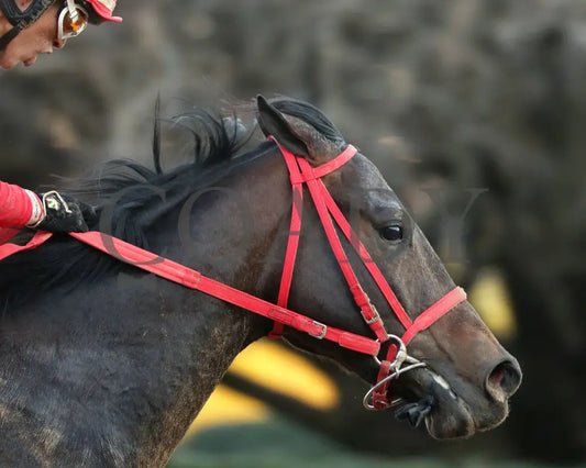COAL BATTLE - The Rebel Stakes G2 - 02-23-25 - R11 - OP - Tight Finish 04 Oaklawn Park
