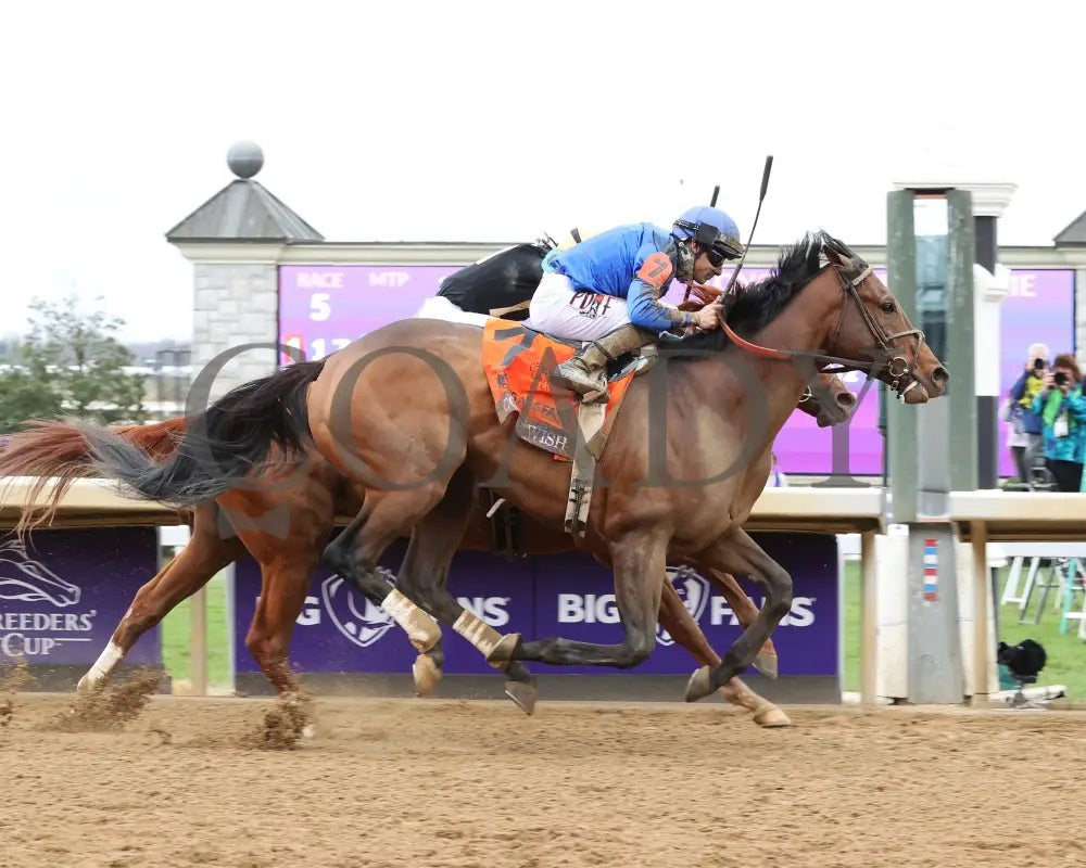 Cody’s Wish - Horse Of The Year 2023 Photographic Collection Book