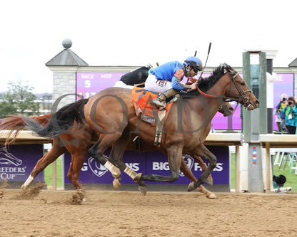 Cody’s Wish - Horse Of The Year 2023 Photographic Collection Book