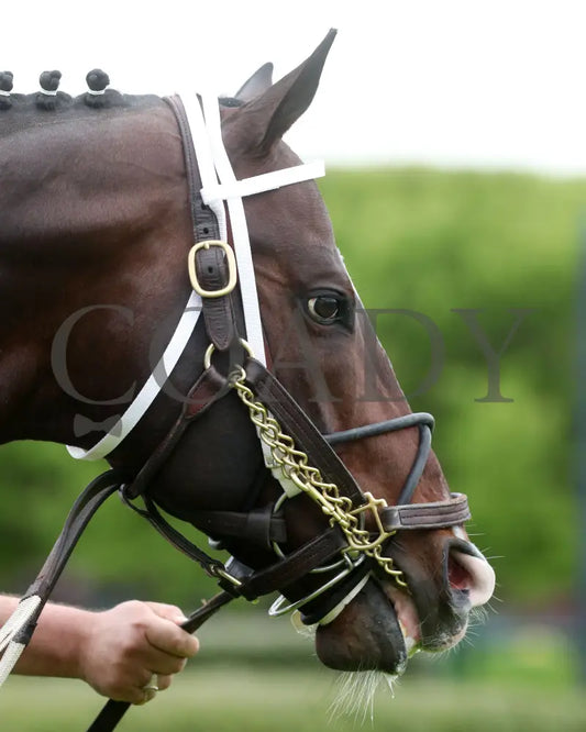 Copy Of Jaxon Traveler - The Whitmore Stakes G3 78Th Running 03 - 16 - 24 R09 Op Paddock 05 Oaklawn