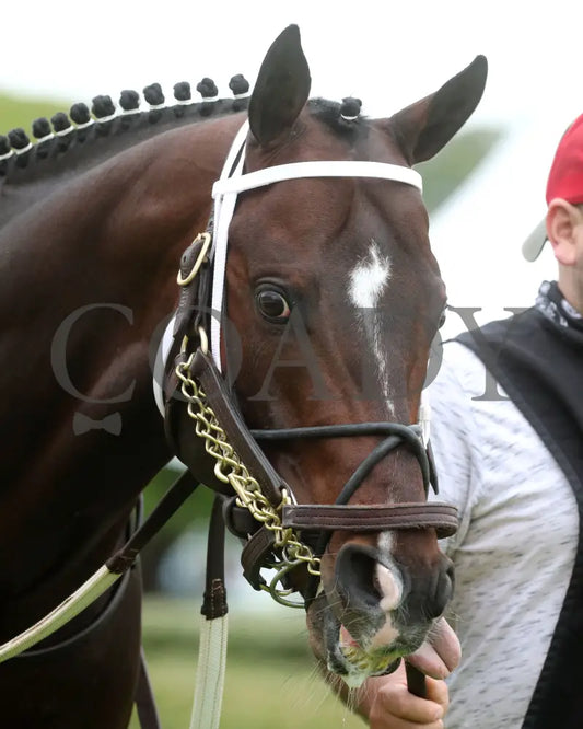 Copy Of Jaxon Traveler - The Whitmore Stakes G3 78Th Running 03 - 16 - 24 R09 Op Paddock 03 Oaklawn