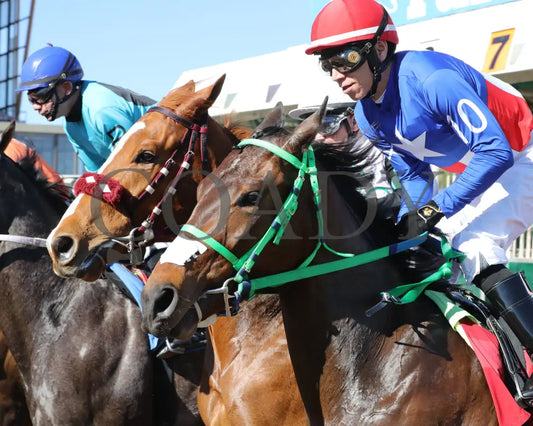 Copy Of Sharp Lorenzo - Luke Kruytbosch Stakes 02-22-24 R05 Turf Paradise Starting Gate 3