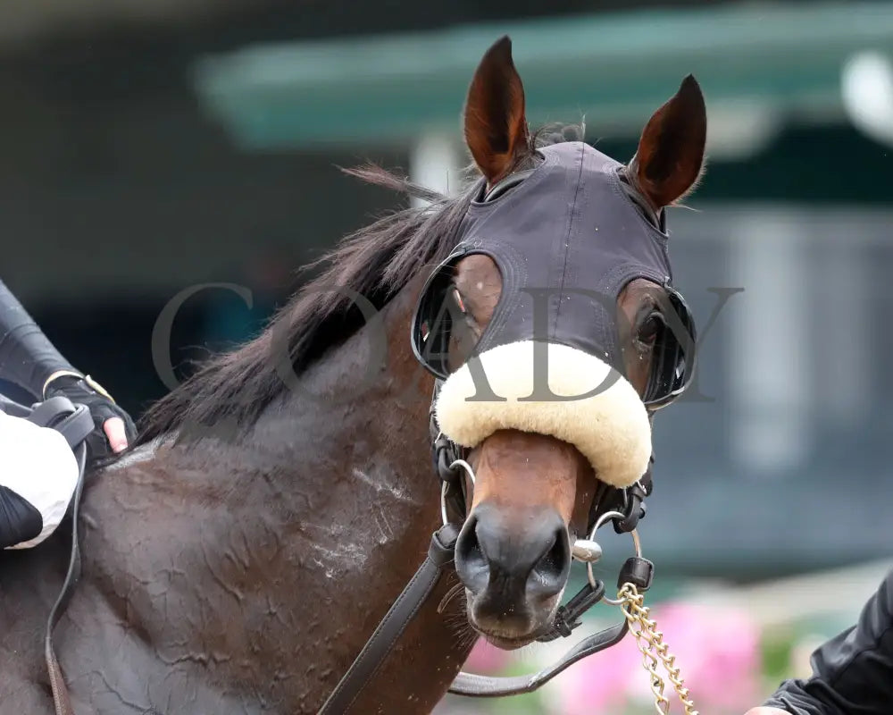 Cugino - The Audubon 5Th Running 06-01-24 R11 Cd Come Back 02 Churchill Downs