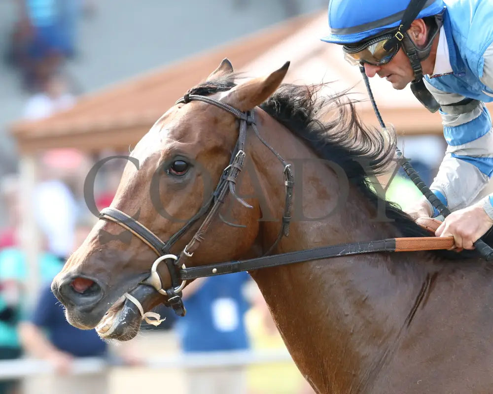 Dak Attack - 082017 Race 08 Elp Inside Finish 2 Ellis Park