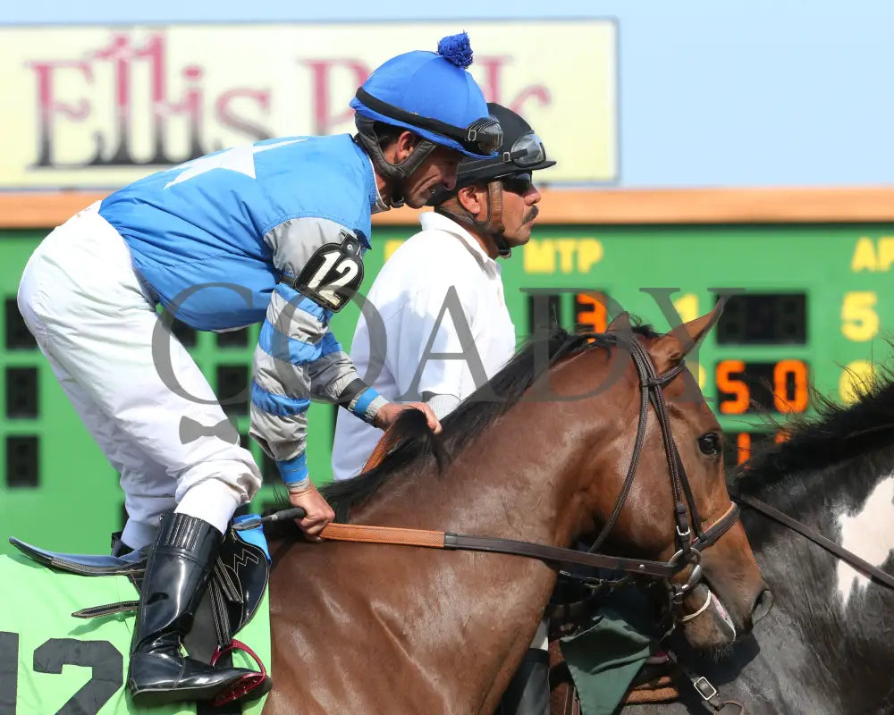 Dak Attack - 082017 Race 08 Elp Post Parade 1 Ellis Park