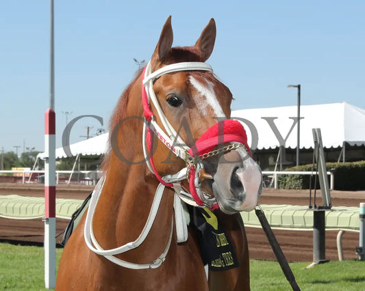 Dashing Tres - All American Quarter Horse Derby 09-02-24 R10 The Downs At Albuquerque 001