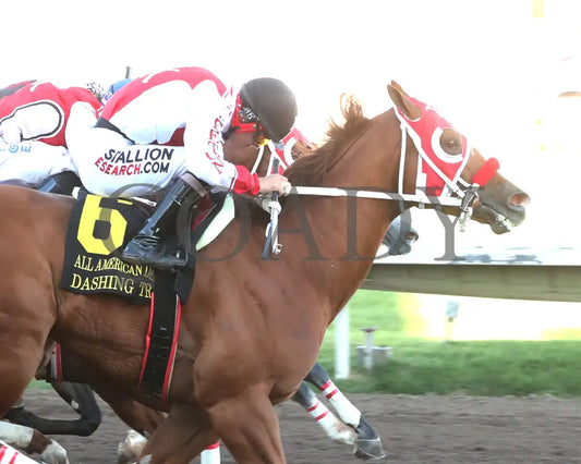 Dashing Tres - All American Quarter Horse Derby 09-02-24 R10 The Downs At Albuquerque Finish 01