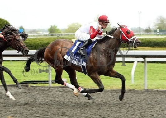 Derby Kitten - The Coolmore Lexington Keeneland