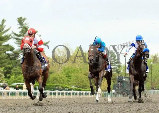 Derby Kitten - The Coolmore Lexington Keeneland
