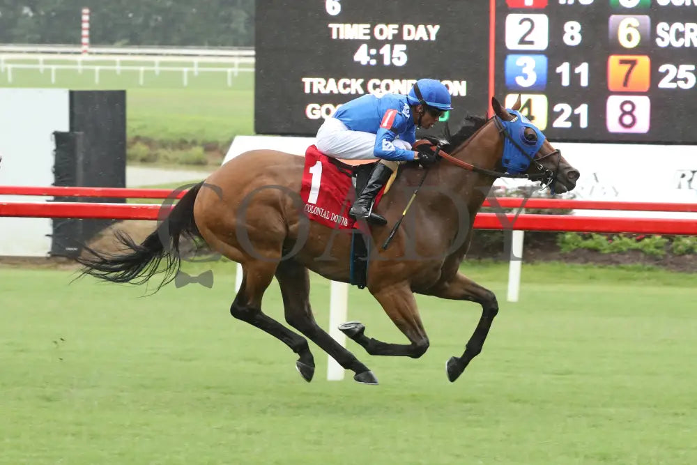 Determined Kingdom - The Punch Line Stakes 07-20-24 R06 Colonial Downs Finish Maddy Becker.jpg
