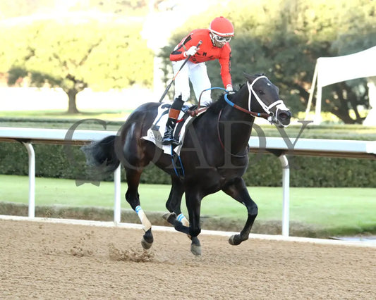 DIRTY RICH - Advent Stakes - 12-12-25 - R08 - OP - Finish 04 - Coady Media - Kurtis Coady Photography