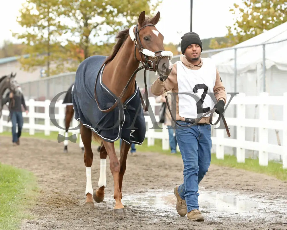 Dixieland Belle - The Finest City Stakes 10Th Running 10-14-24 R05 Pid Paddock 01 Presque Isle Downs