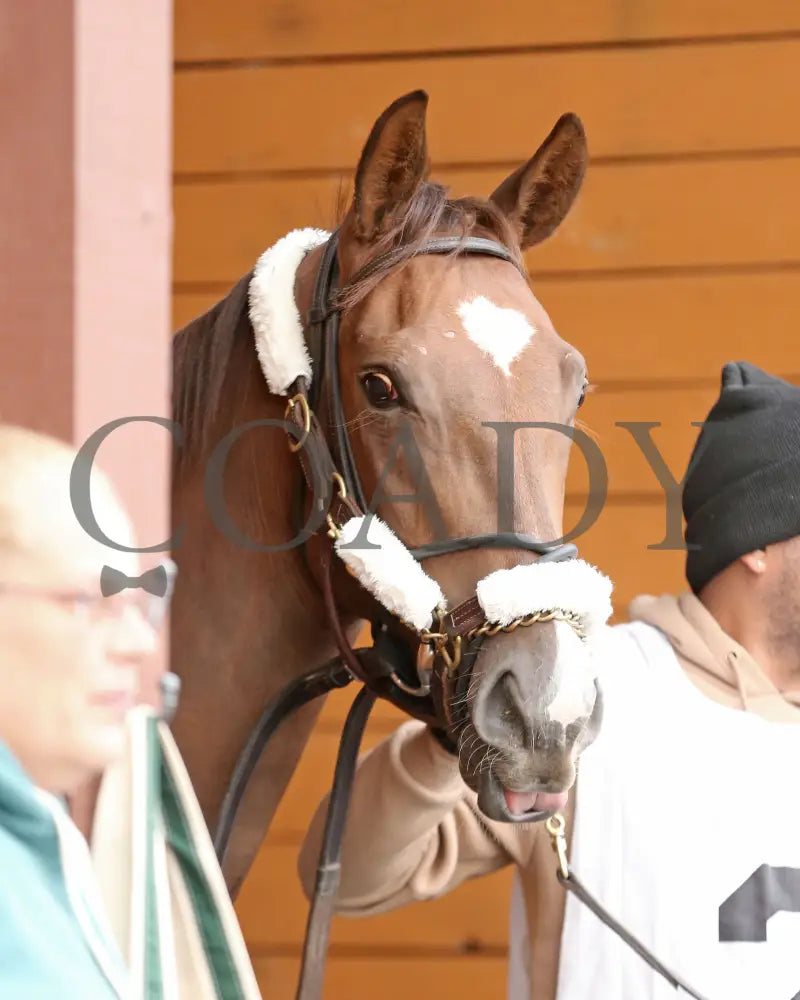 Dixieland Belle - The Finest City Stakes 10Th Running 10-14-24 R05 Pid Paddock 04 Presque Isle Downs