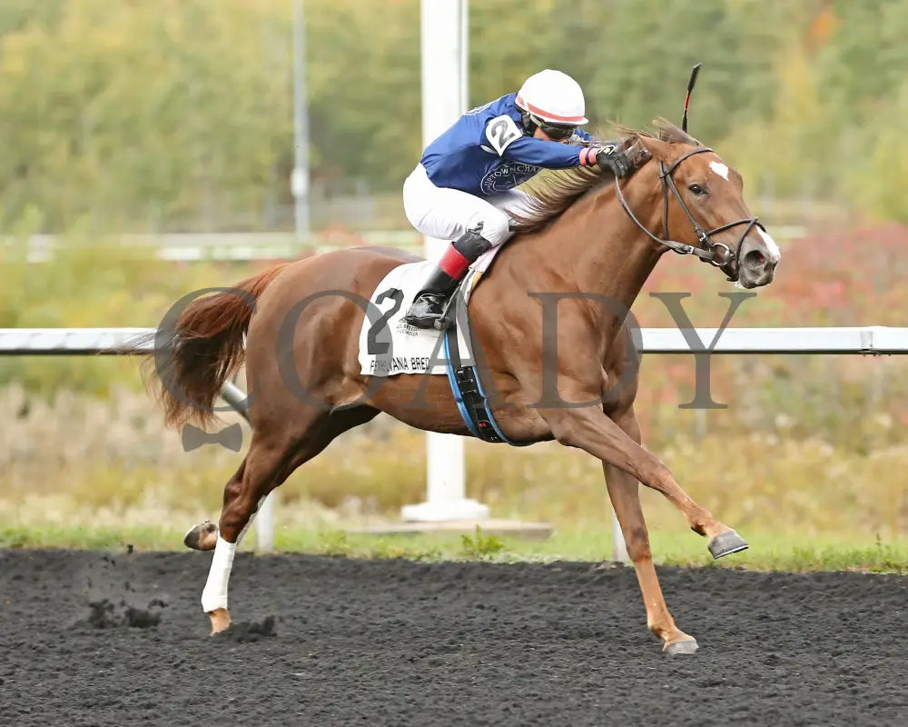 Dixieland Belle - The Finest City Stakes 10Th Running 10-14-24 R05 Pid Tight Finish Presque Isle