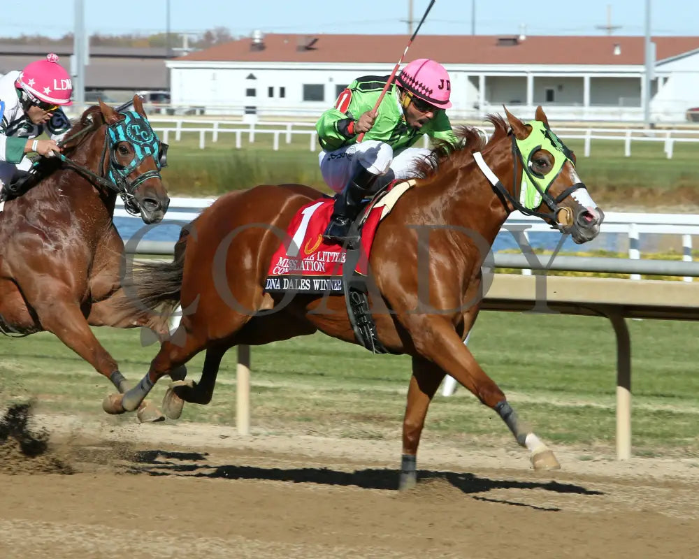 Dna Dales Winner - Miss Roxie Little Consolation Stakes 10-26-24 R08 Horseshoe Indiana Finish 02