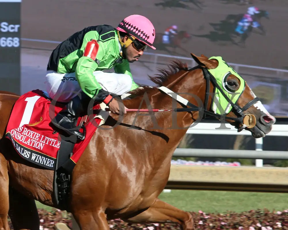 Dna Dales Winner - Miss Roxie Little Consolation Stakes 10-26-24 R08 Horseshoe Indiana Tight Finish