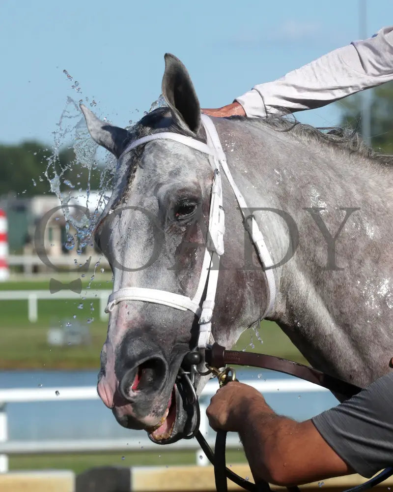 Dragoon Gaurd - Indiana Derby 30Th Running G3 07-06-24 R12 Horseshoe Head Shot 02 Renee Torbit Grand
