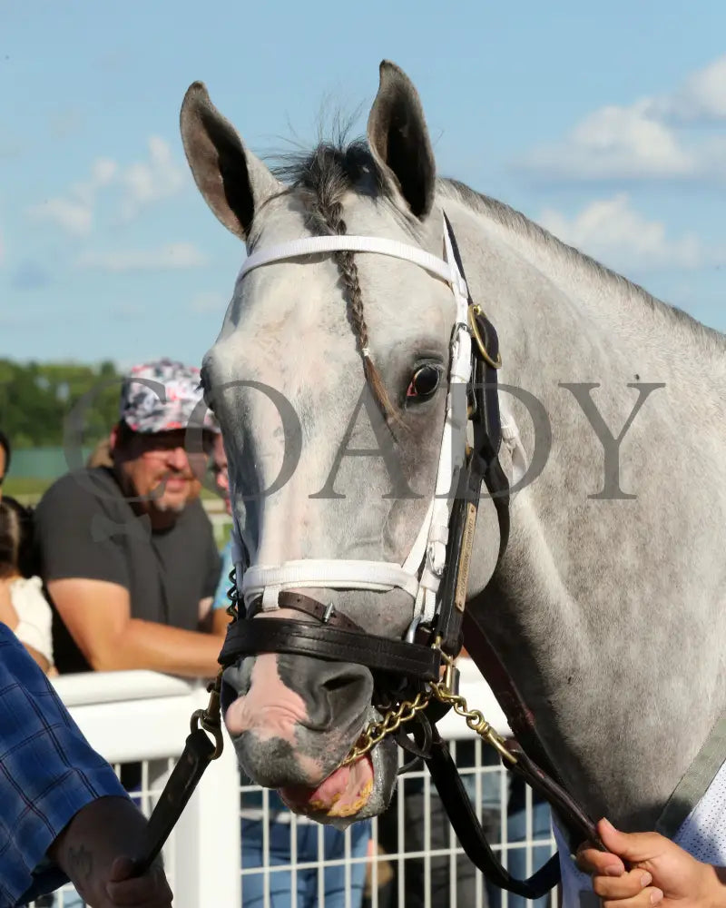 Dragoon Gaurd - Indiana Derby 30Th Running G3 07-06-24 R12 Horseshoe Paddock 02 Samantha Pagels