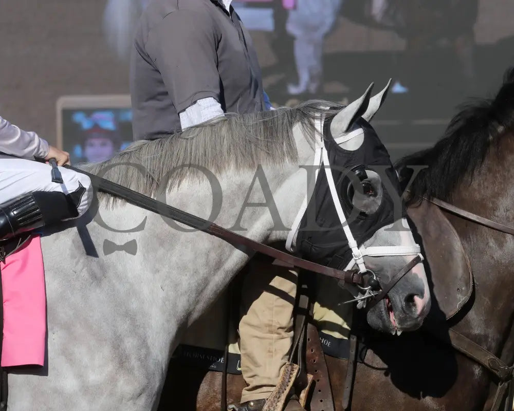 Dragoon Gaurd - Indiana Derby 30Th Running G3 07-06-24 R12 Ind Post Parade 01 Grand