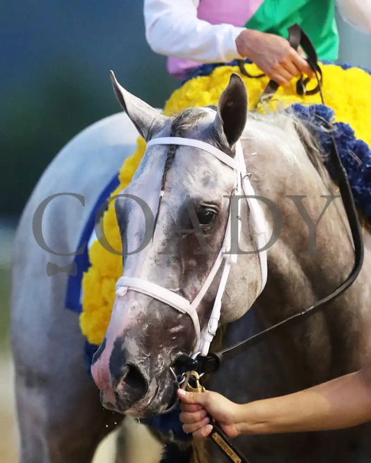 Dragoon Guard - The West Virginia Derby G3 08-04-24 R08 Mnr Comeback 03 Mountaineer Park
