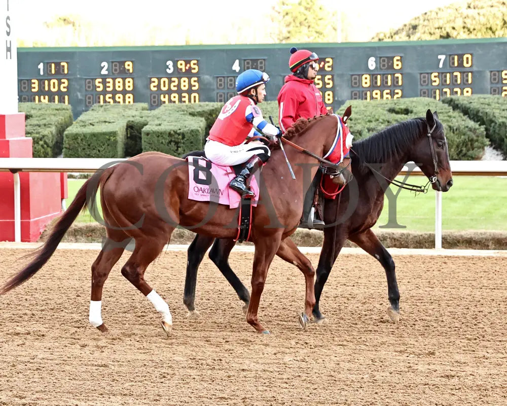 DREAMINBLUE - SILKS OVERNIGHT STAKES - 12-19-25 - R09 - OP - Post Parade 01 - Coady Media - Kurtis Coady Photography