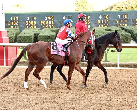 DREAMINBLUE - SILKS OVERNIGHT STAKES - 12-19-25 - R09 - OP - Post Parade 01 - Coady Media - Kurtis Coady Photography