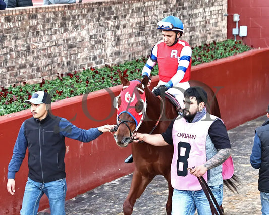 DREAMINBLUE - SILKS OVERNIGHT STAKES - 12-19-25 - R09 - OP - Post Parade 02 - Coady Media - Kurtis Coady Photography