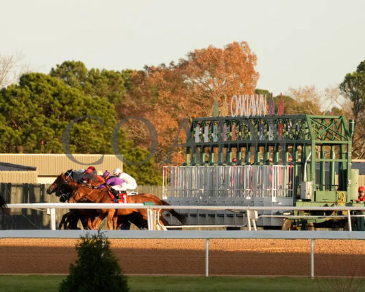 DREAMINBLUE - SILKS OVERNIGHT STAKES - 12-19-25 - R09 - OP - Start 01 - Coady Media - Kurtis Coady Photography