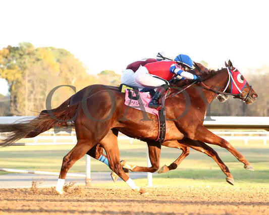 DREAMINBLUE - SILKS OVERNIGHT STAKES - 12-19-25 - R09 - OP - Turn Shot 02 - Coady Media - Kurtis Coady Photography