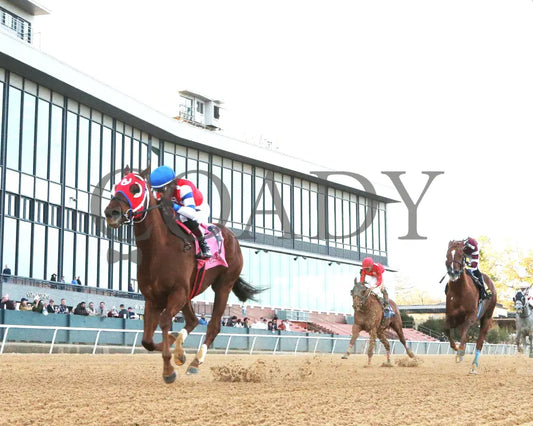 DREAMINBLUE - SILKS OVERNIGHT STAKES - 12-19-25 - R09 - OP - Under Rail 01 - Coady Media - Kurtis Coady Photography