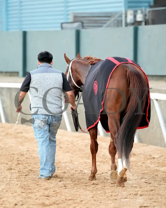 DREAMINBLUE - SILKS OVERNIGHT STAKES - 12-19-25 - R09 - OP - Walk Back 01 - Coady Media - Kurtis Coady Photography