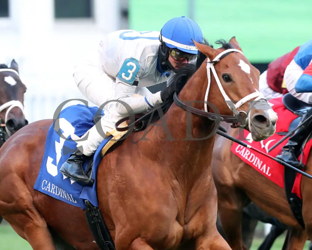 Duvet Day - The Cardinal G3 11-28-24 R11 Cd Tight Finish 01 Churchill Downs