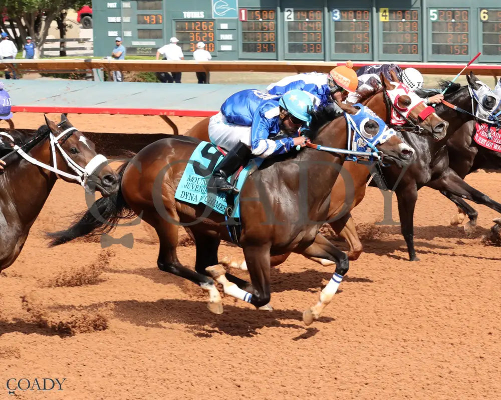 DYNA MO CHIMES - Mountain Top New Mexico Bred Juvenile Stakes - 06-15-25 - R09 - Ruidoso Downs - Finish - Mark Flanders