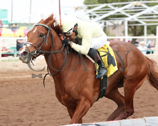 E J Won The Cup - Turf Paradise Derby 03 - 14 - 24 R07 Inside Finish