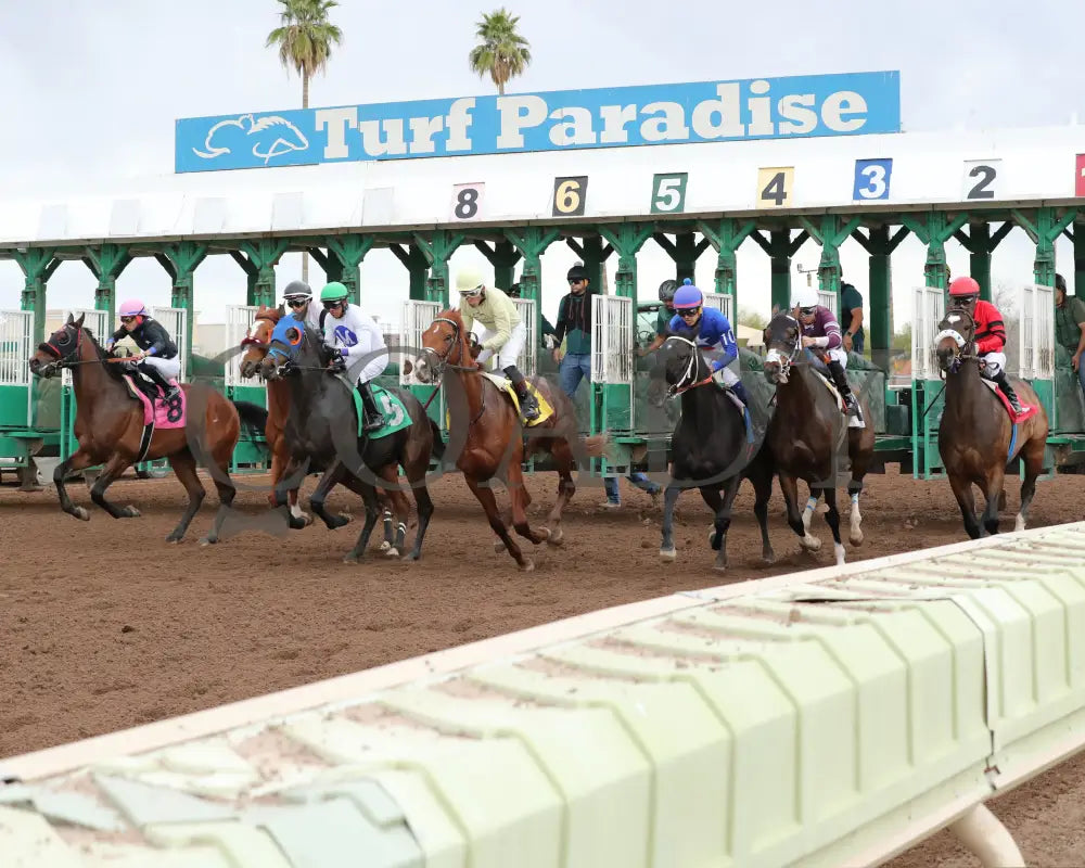 E J Won The Cup - Turf Paradise Derby 03 - 14 - 24 R07 Start