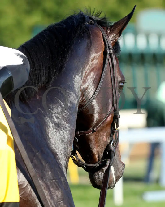 East Avenue - 100524 Race 09 Kee The Claiborne Breeders’ Futurity G1 Head Shot 01 Keeneland