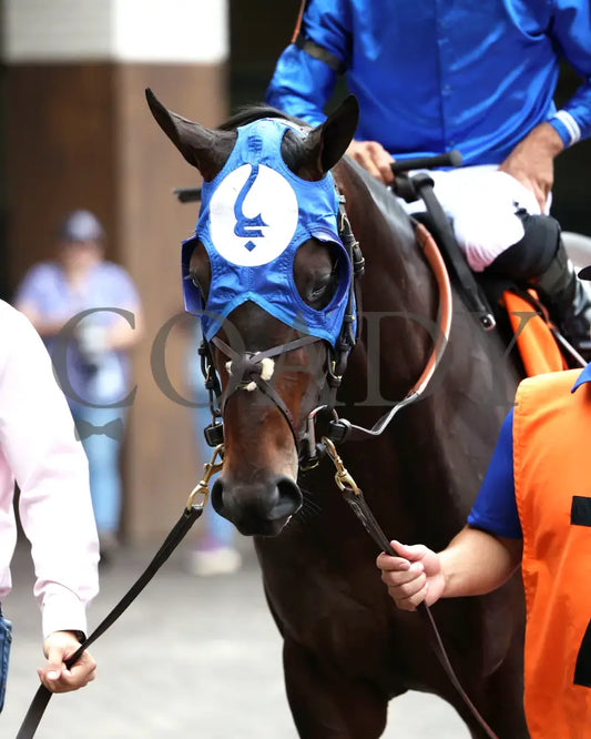 EAST AVENUE - The Matt Winn G3 - 28th Running - 06-08-25 - R08 - CD - Paddock 01 Churchill Downs