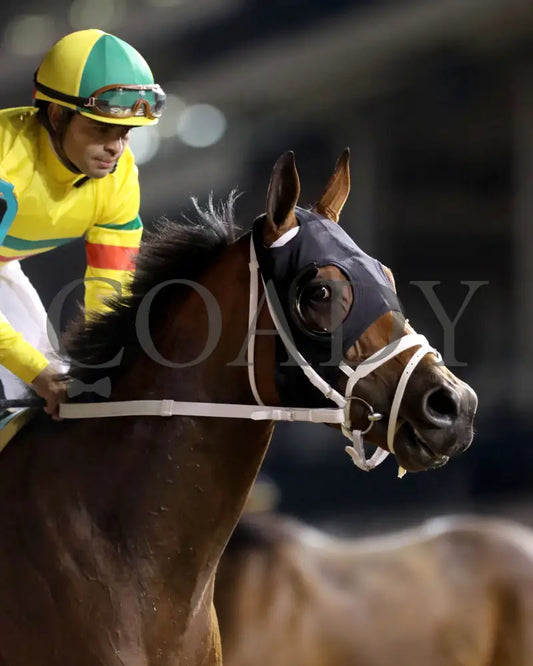 Echo Lane - 111624 Race 11 Cd Come Back 02 Churchill Downs