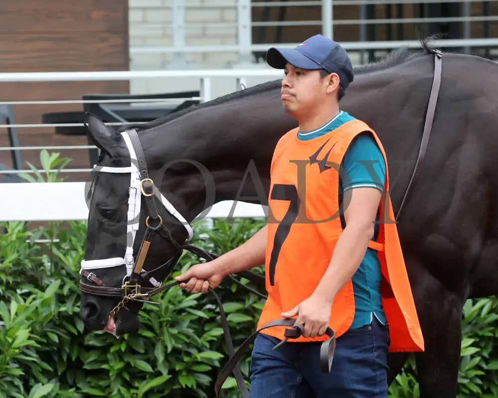 Emery - The Leslie’s Lady Overnight Stakes 3Rd Running 06-09-24 R04 Cd Paddock 02 Churchill Downs