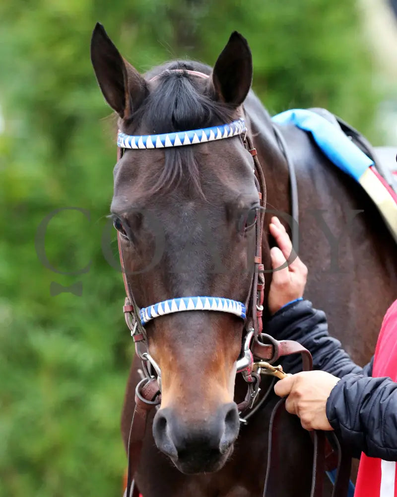 Envoutante - Falls City G2 105Th Running 11-26-20 R10 Cd Paddock 01 Churchill Downs