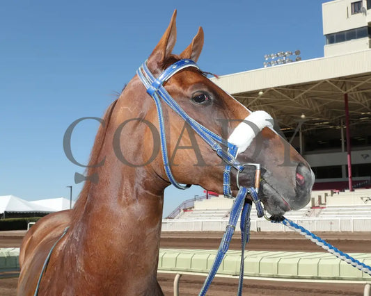 Especially Goodcandy - All American Quarter Horse Oaks 09-02-24 R09 The Downs At Albuquerque 009